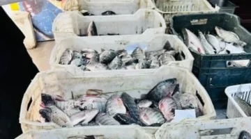 تحديثات أسعار الأسماك.. كم سجل سعر كيلو البلطي بأسواق مطروح اليوم؟